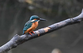 Common Kingfisher Nagahama Park Sun, 3/27/2022