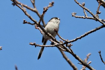 Long-tailed Tit 郷土の森公園(府中市) Sun, 2/12/2023
