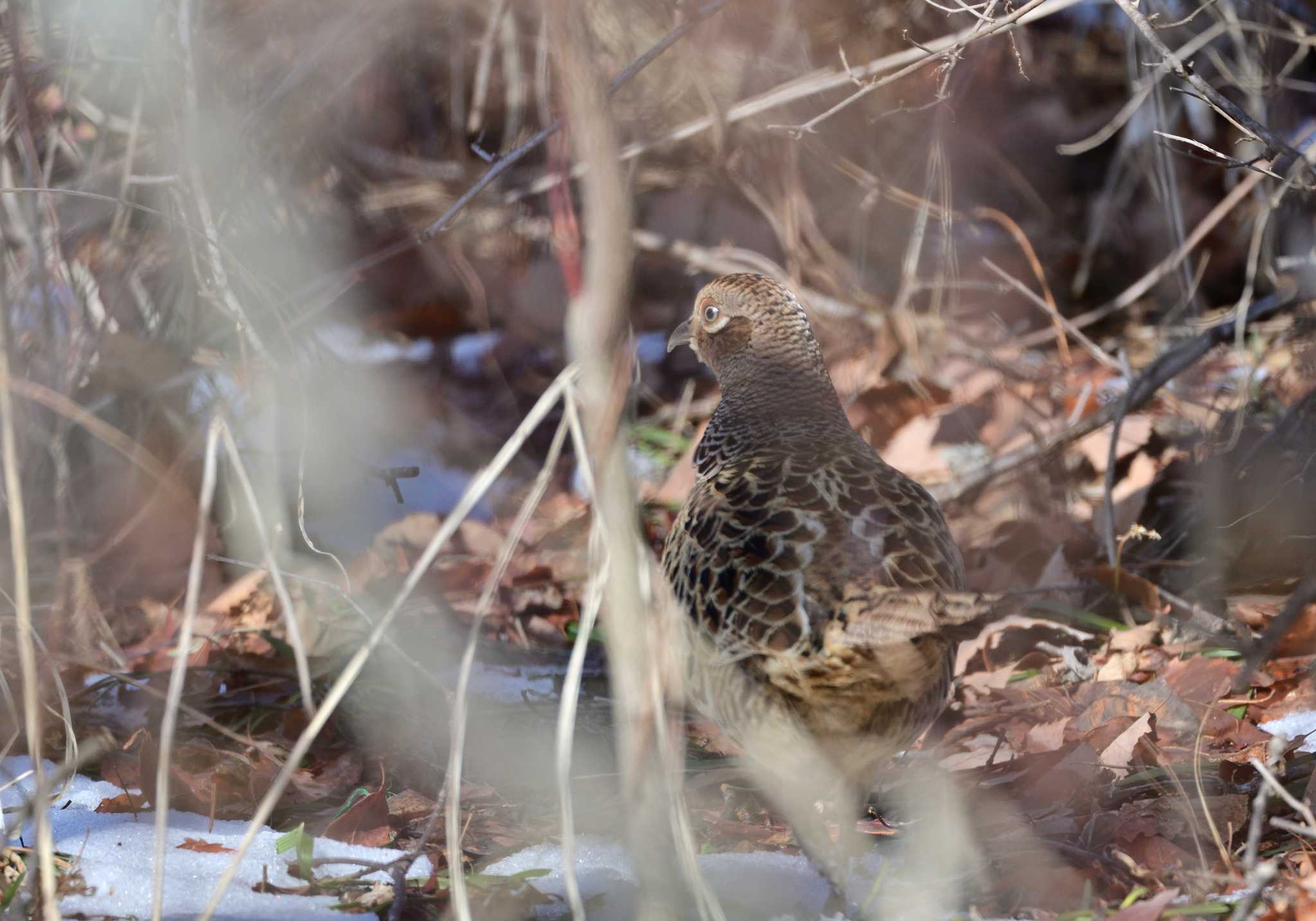 西湖野鳥の森公園 キジの写真 by 塩コンブ