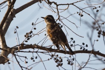 Dusky Thrush 市の池公園 Sun, 2/12/2023