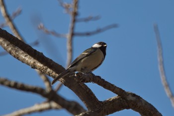 Great Tit 市の池公園 Sun, 2/12/2023