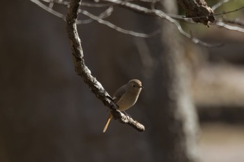 Daurian Redstart 市の池公園 Sun, 2/12/2023