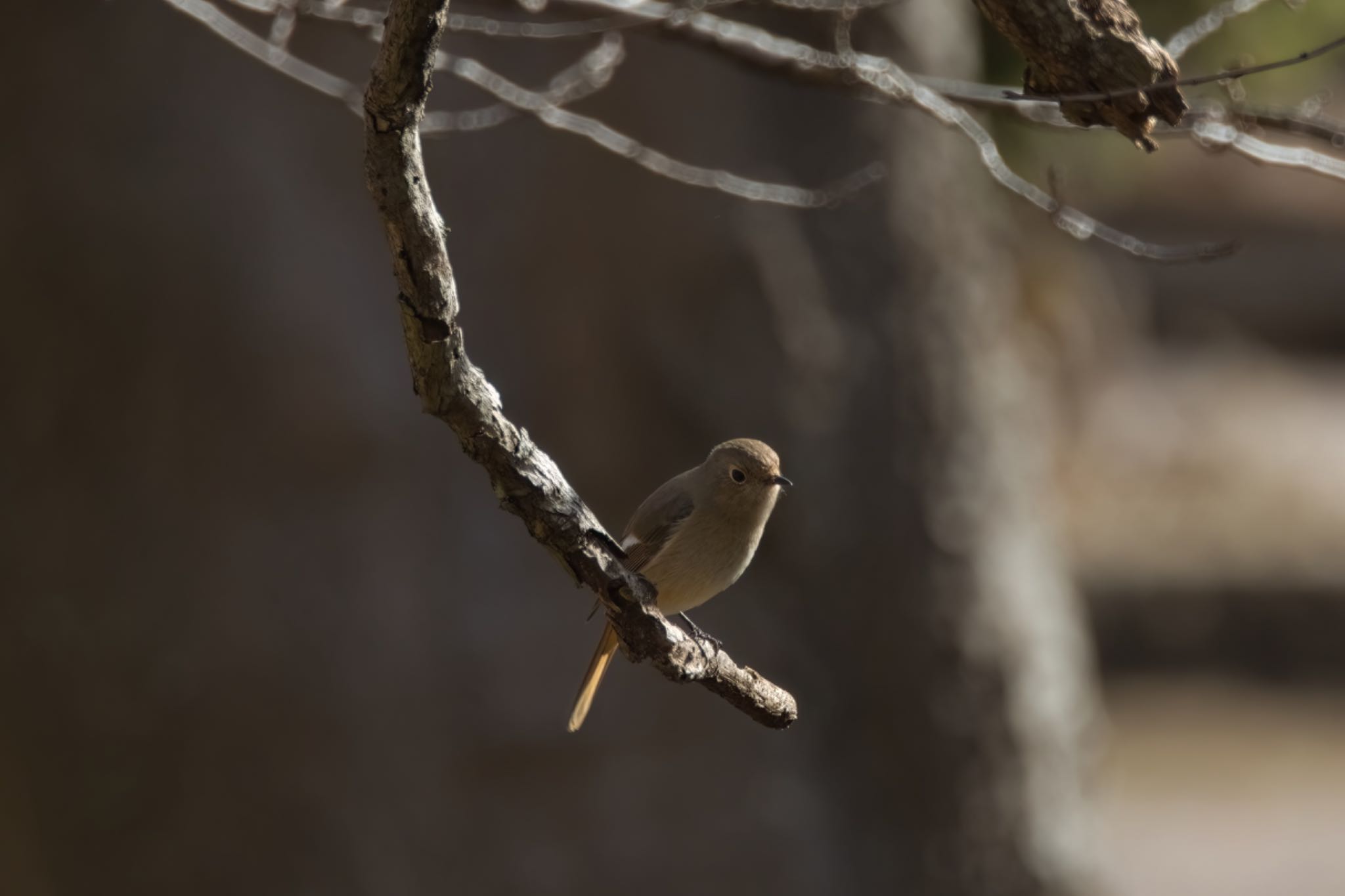 Daurian Redstart