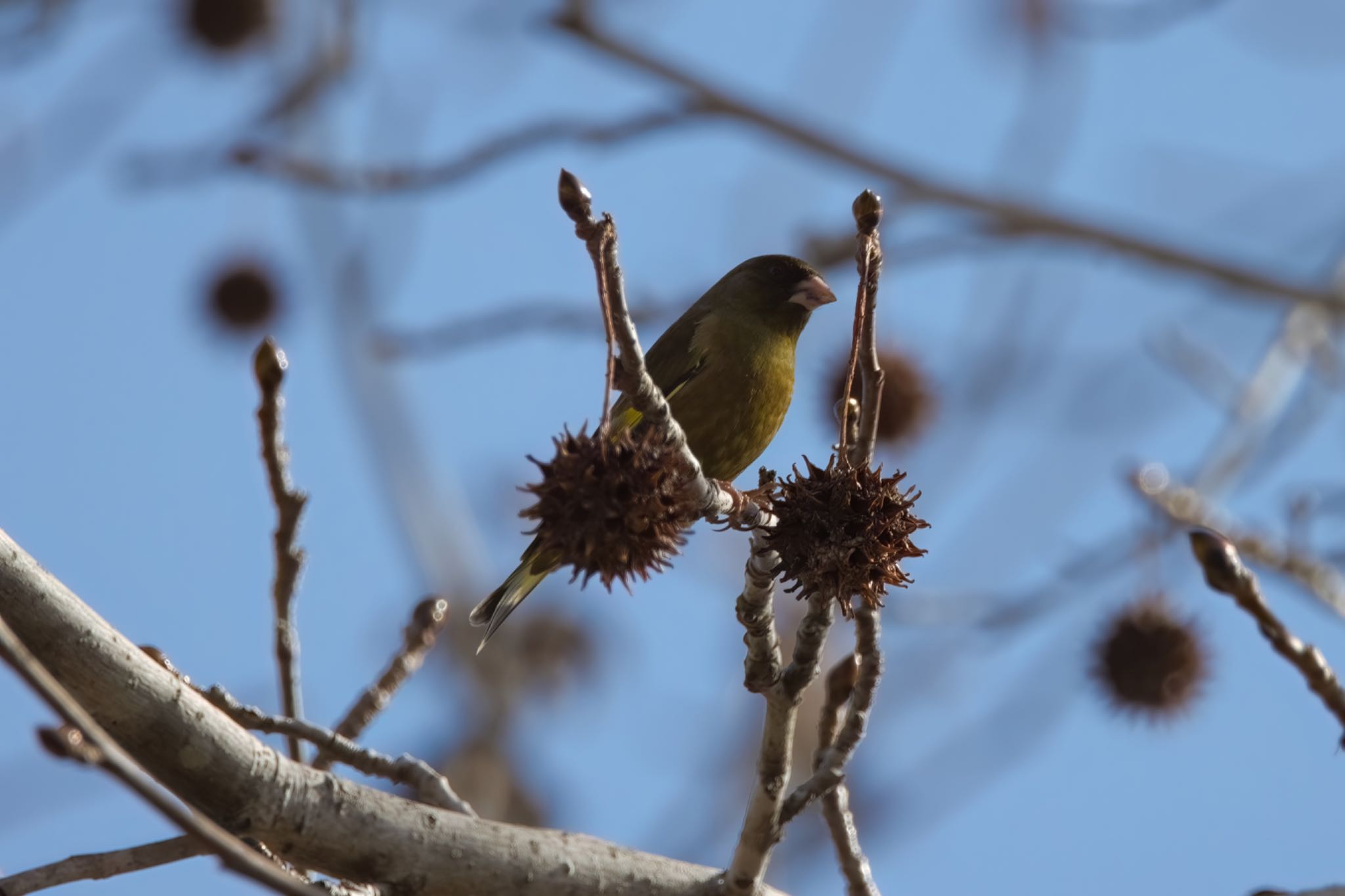 Photo of Grey-capped Greenfinch at 市の池公園 by どうぶつ