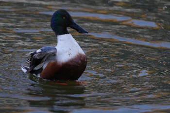 Northern Shoveler 夫婦池公園 Sat, 2/11/2023