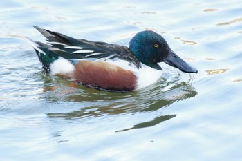 Northern Shoveler 夫婦池公園 Sat, 2/11/2023