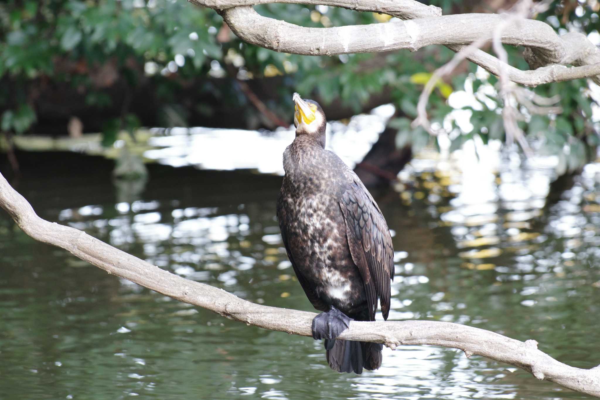 夫婦池公園 カワウの写真 by 酉夏