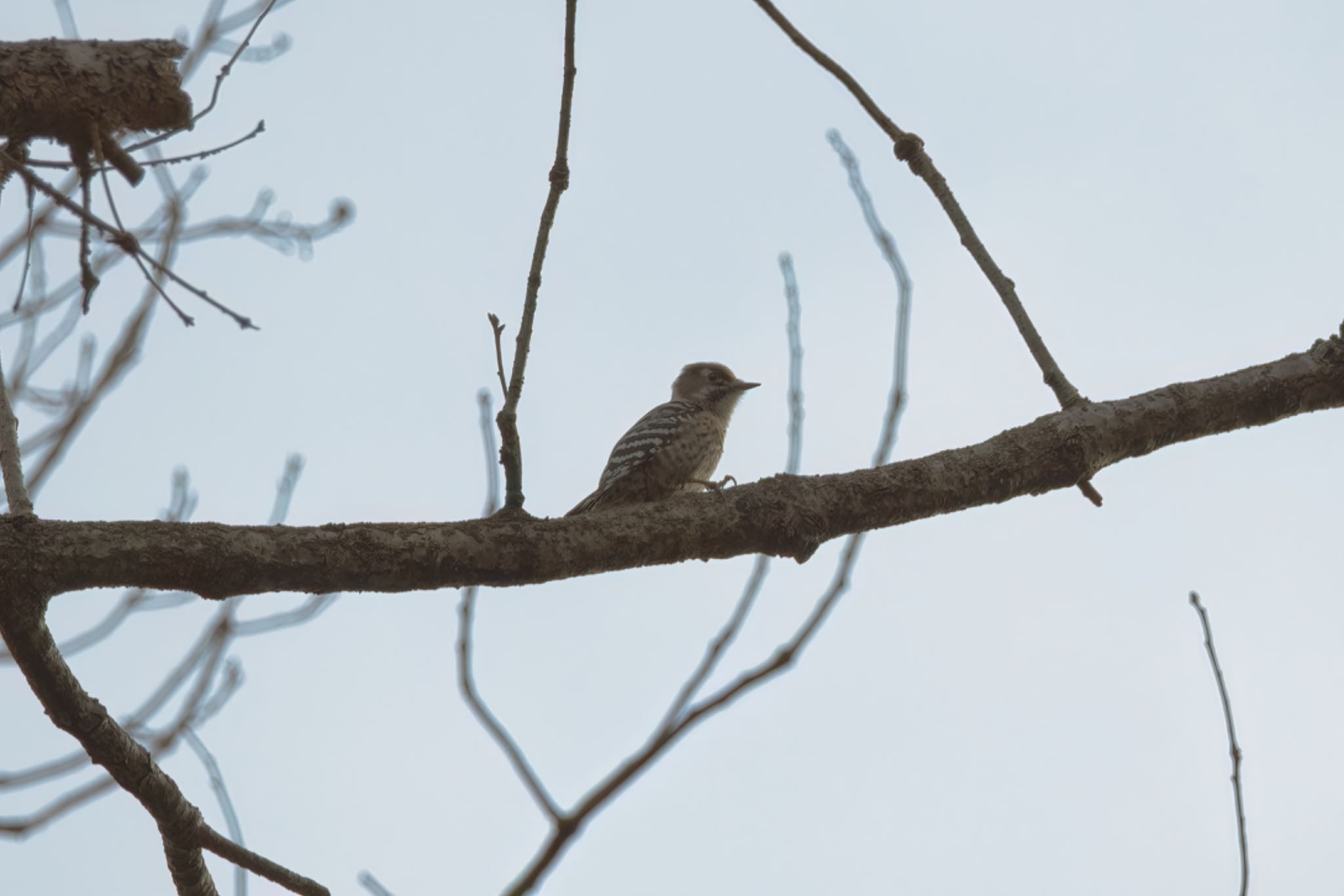 Dusky Thrush