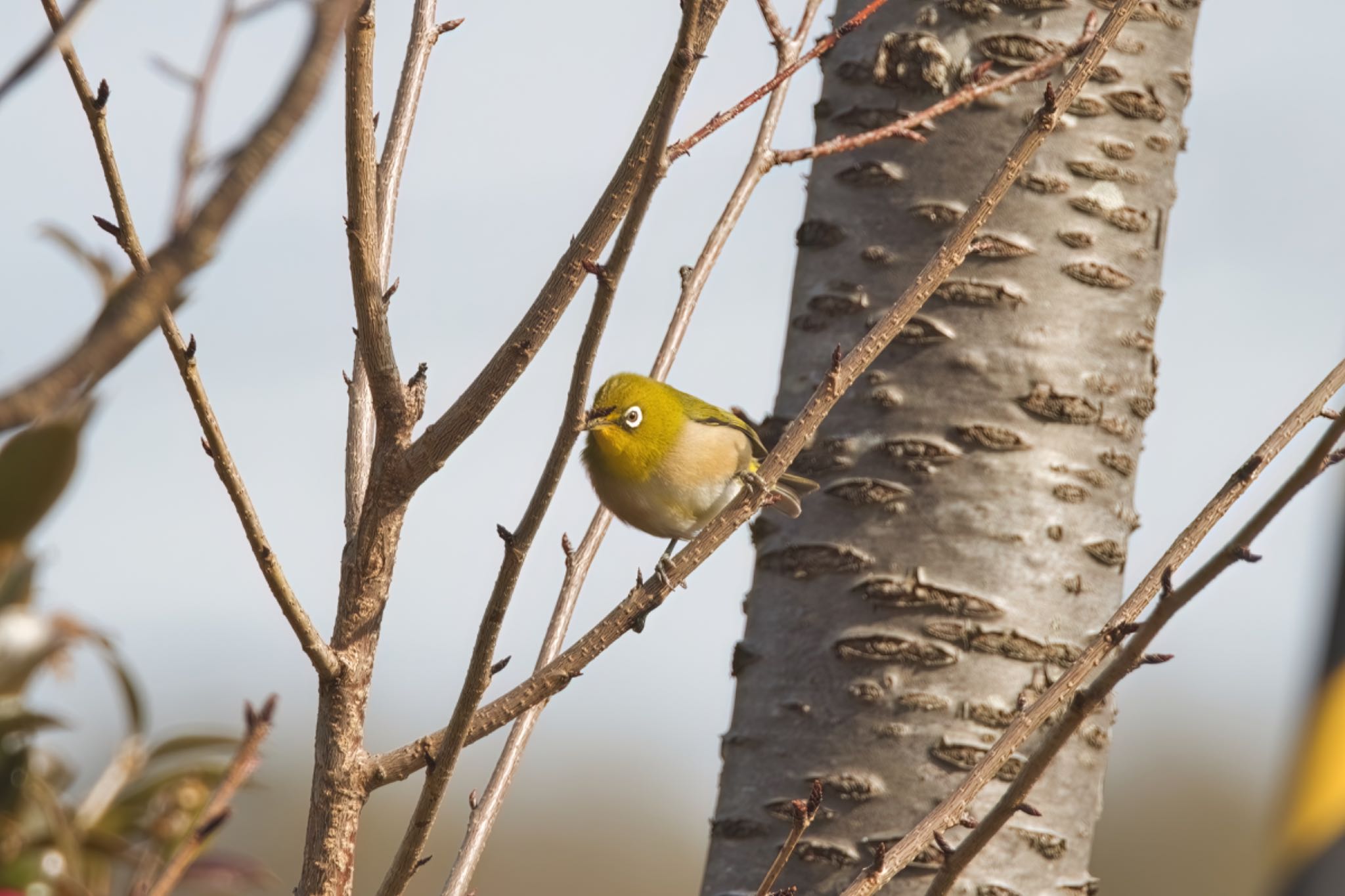 Photo of Warbling White-eye at 日岡山公園 by どうぶつ