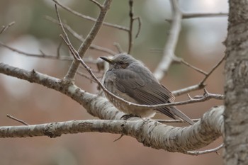 Brown-eared Bulbul 日岡山公園 Sat, 2/11/2023