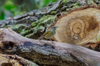 Red-flanked Bluetail Meiji Jingu(Meiji Shrine) Sun, 2/12/2023