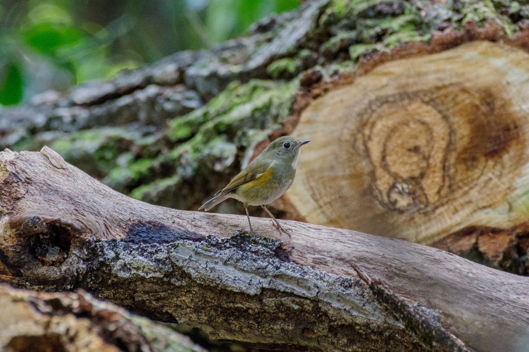 Photo of Red-flanked Bluetail at Meiji Jingu(Meiji Shrine) by Marco Birds