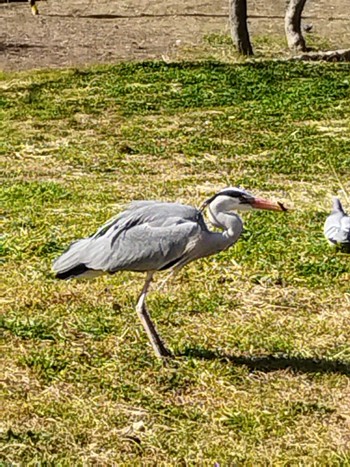 Grey Heron 大阪市住之江区 Sun, 2/12/2023