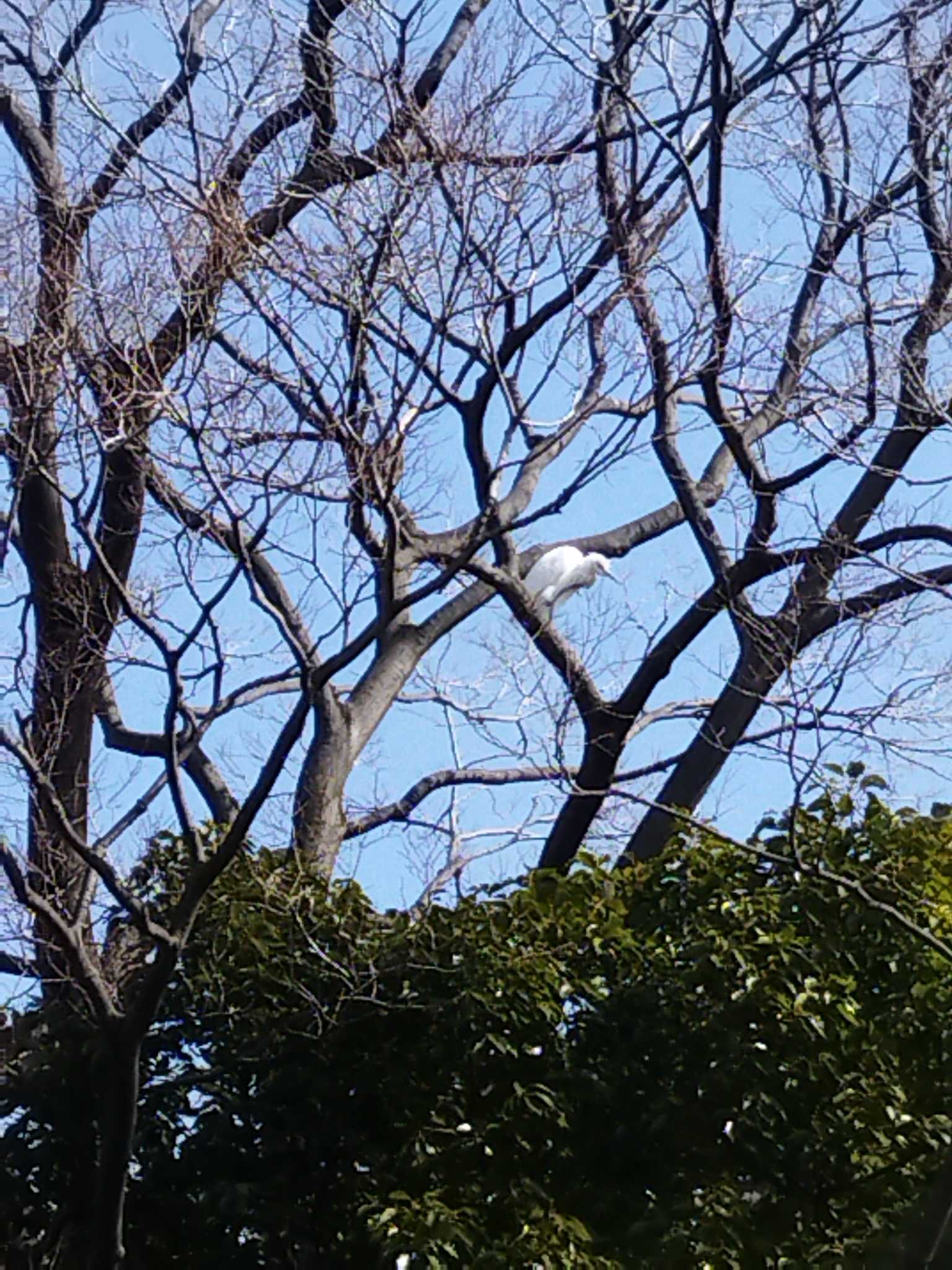 Photo of Medium Egret at 大阪市住之江区 by アカウント6207