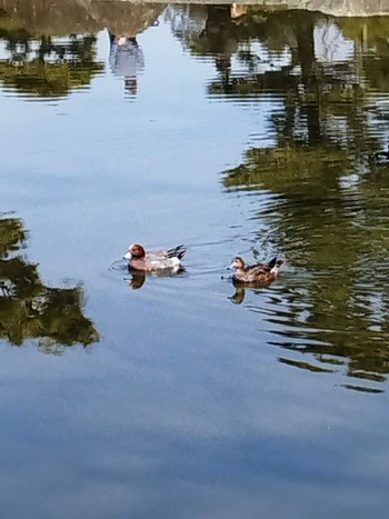 Eurasian Wigeon 大阪市住之江区 Sun, 2/12/2023