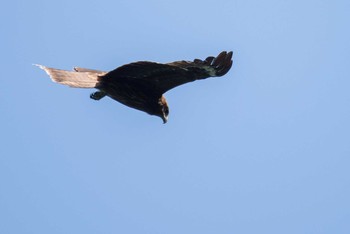 Black Kite 早戸川林道・宮ケ瀬湖 Sat, 4/21/2018