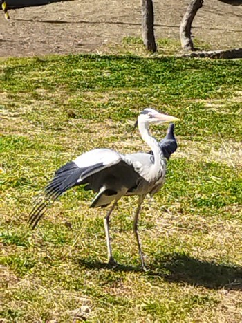 Grey Heron 大阪市住之江区 Sun, 2/12/2023