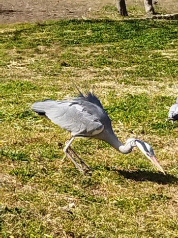 Grey Heron 大阪市住之江区 Sun, 2/12/2023