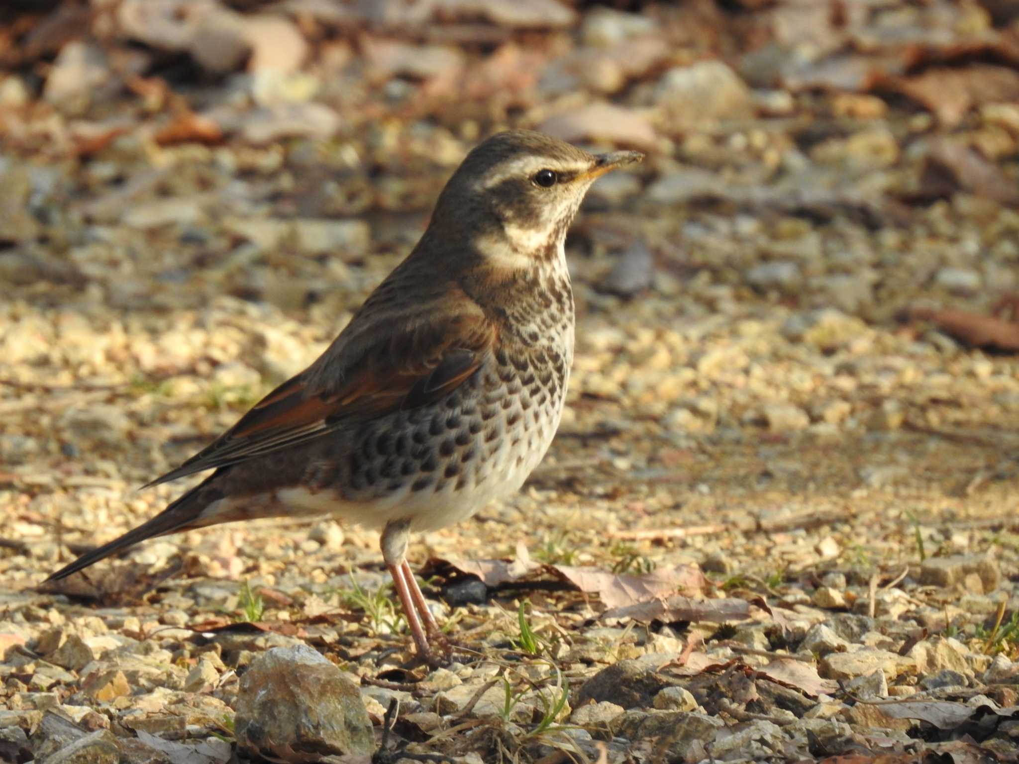 Photo of Dusky Thrush at 京都市宝ヶ池公園 by hideneil