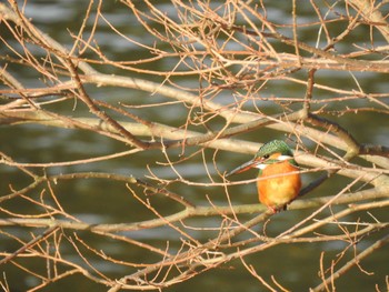 Common Kingfisher 高野川、京都 Sun, 2/12/2023