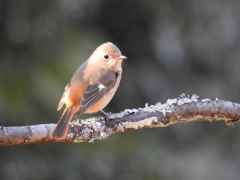 Daurian Redstart 京都市宝ヶ池公園 Sun, 2/12/2023