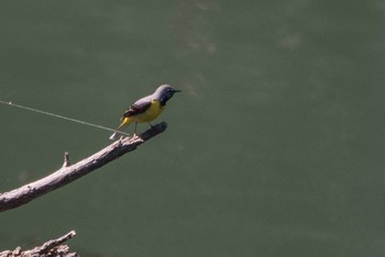 Grey Wagtail 早戸川林道・宮ケ瀬湖 Sat, 4/21/2018