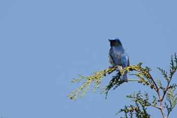 Blue-and-white Flycatcher 早戸川林道・宮ケ瀬湖 Sat, 4/21/2018