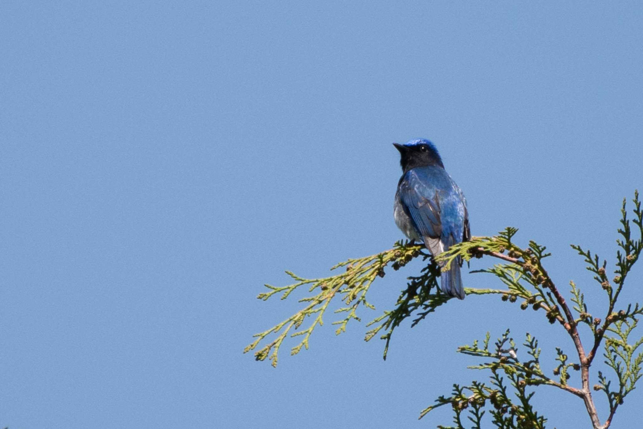 Photo of Blue-and-white Flycatcher at 早戸川林道・宮ケ瀬湖 by ninjya