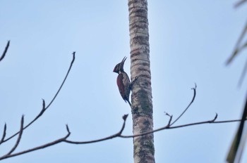 ヒメコガネゲラ Sri Lanka 2023年1月26日(木)