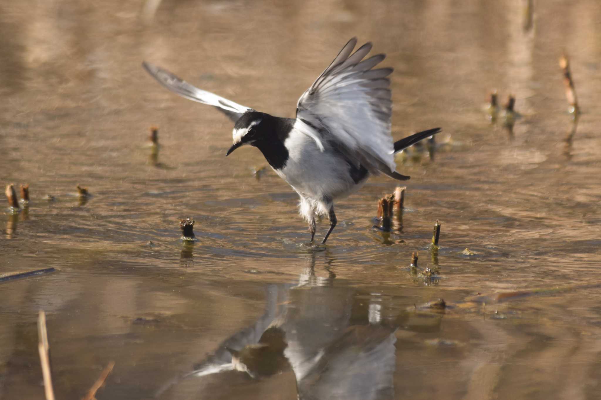 Japanese Wagtail