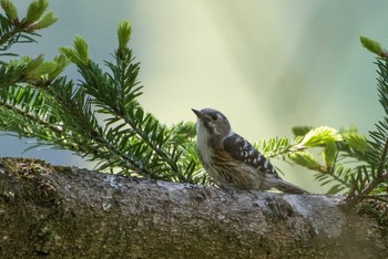 Japanese Pygmy Woodpecker 早戸川林道・宮ケ瀬湖 Sat, 4/21/2018