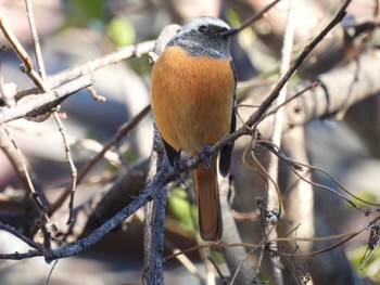 Daurian Redstart 山梨県韮崎市 Sun, 1/1/2023