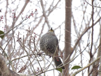 Brown-eared Bulbul 南伊勢町 Sun, 2/12/2023