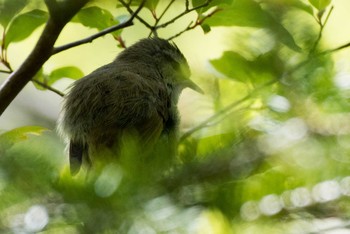 Japanese Bush Warbler 早戸川林道・宮ケ瀬湖 Sat, 4/21/2018