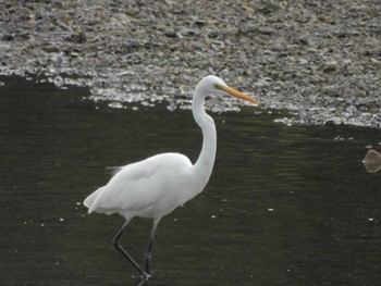 Great Egret 南伊勢町 Sun, 2/12/2023