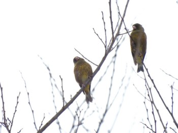 Grey-capped Greenfinch 南伊勢町 Sun, 2/12/2023