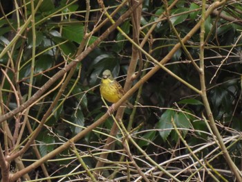 Masked Bunting 南伊勢町 Sun, 2/12/2023