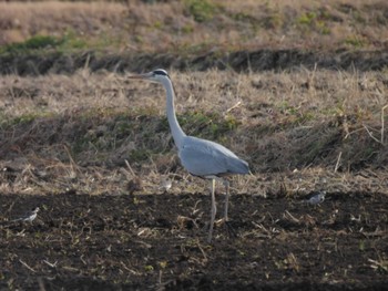 Grey Heron 玉城町 Sun, 2/12/2023