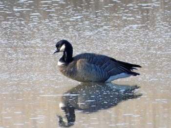 Cackling Goose Kabukuri Pond Sun, 2/12/2023