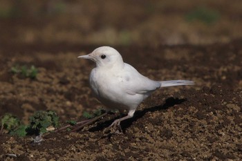 2023年2月11日(土) 氷取沢市民の森の野鳥観察記録