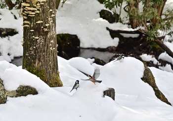 Varied Tit 西湖野鳥の森公園 Sun, 2/12/2023