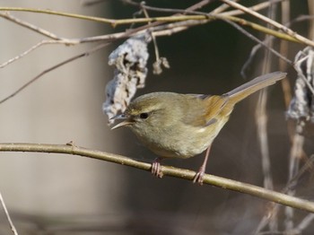 ウグイス 座間谷戸山公園 2023年2月12日(日)