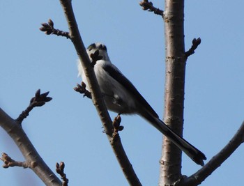 Sun, 2/12/2023 Birding report at Shinjuku Gyoen National Garden