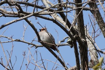 2023年2月11日(土) 奈良県の野鳥観察記録