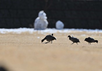 オオバン 西湖野鳥の森公園 2023年2月12日(日)