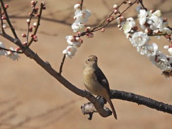 ジョウビタキ 昭和記念公園 2023年2月12日(日)