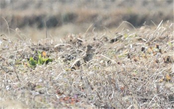 ヒバリ 野崎川流域(知多市) 2023年2月12日(日)