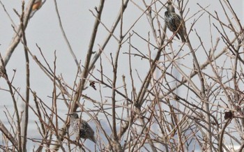 2023年2月12日(日) 野崎川流域(知多市)の野鳥観察記録