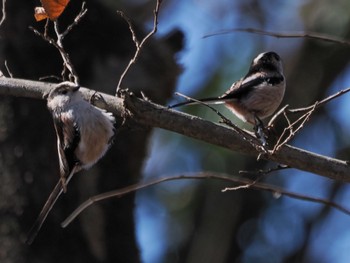 Sat, 2/11/2023 Birding report at 彩湖