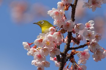 Warbling White-eye Unknown Spots Sun, 2/12/2023